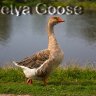 Goose_Petya